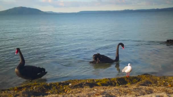 Svart Svan Avkopplande Simma Över Termisk Sjö Rotorua Nya Zealand — Stockvideo