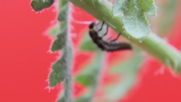 Twee Spot Ladybird Larve Close Macro Studio Rusten Kruipen Een — Stockvideo