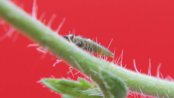 Zwei Punkt Marienkäferlarve Nahaufnahme Makro Studio Auf Einem Grünen Blatt — Stockvideo