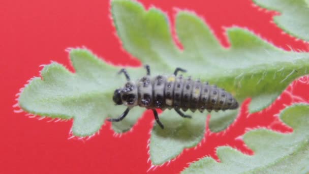 Larva Două Puncte Ladybird Closeup Macro Studio Odihnindu Târându Frunză — Videoclip de stoc