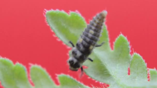 Two Spot Ladybird Larva Closeup Macro Studio Resting Crawling Green — Stock Video