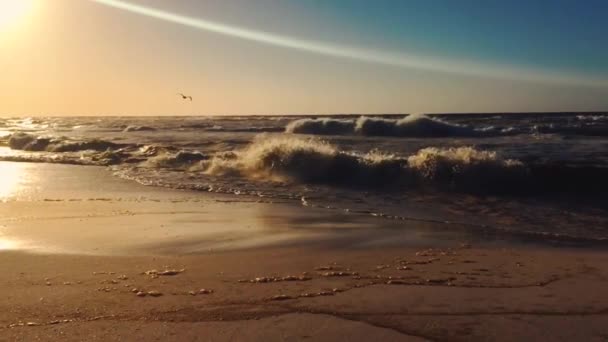 Slo Motion Alta Velocidad Olas Rompiendo Madrugada Con Una Gaviota — Vídeo de stock