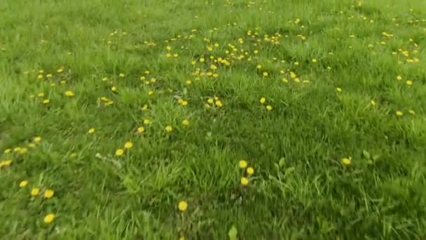 Low Ground Flight Meadow Yellow Dandelions — Stock Video