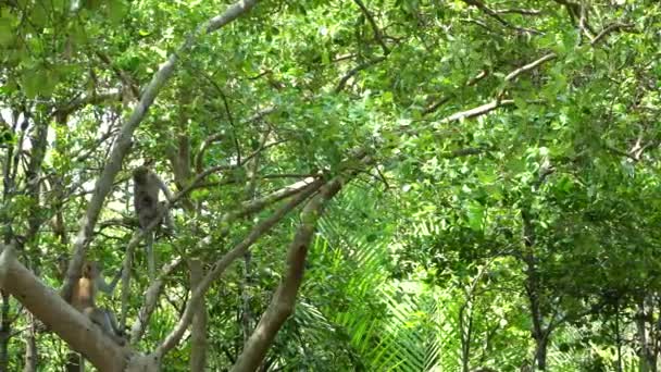 맹그로브 여울에 매달려 원숭이들 — 비디오