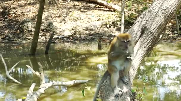 Macaco Selvagem Sentado Árvore Comendo Amendoim — Vídeo de Stock