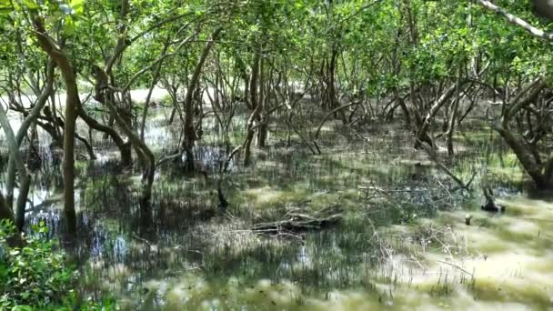 Mangrovenwald Küstennähe Als Beschützer — Stockvideo