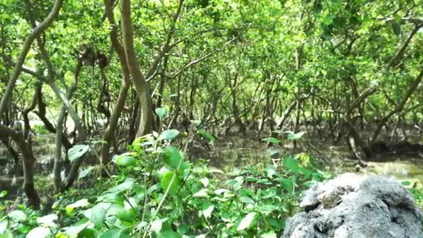 Mangrovenwald Küstennähe — Stockvideo