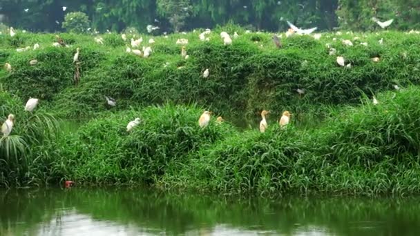 Grandes Colônias Flamingos Brancos — Vídeo de Stock