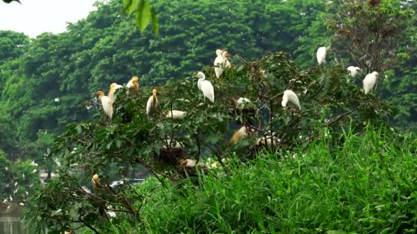 Colonias Flamencos Blancos Alrededor Del Estanque — Vídeo de stock