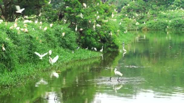 Weißer Flamingo Steht Teich — Stockvideo