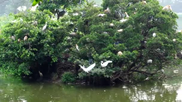 池の周りに群生するフラミンゴの群れ — ストック動画
