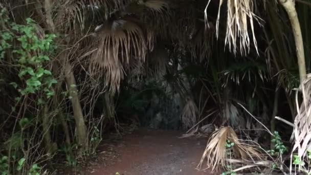 Μπαίνουμε Σκοτεινή Σπηλιά Χορτοφαγία Φοίνικες Στα Πλάγια — Αρχείο Βίντεο