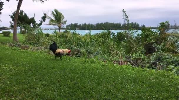 Rooster Wandelen Groen Gras Met Oceaan Palmboom Achtergrond — Stockvideo