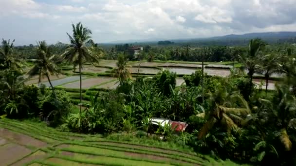 Imágenes Aéreas Aviones Tripulados Volando Sobre Campos Arroz Bali — Vídeos de Stock