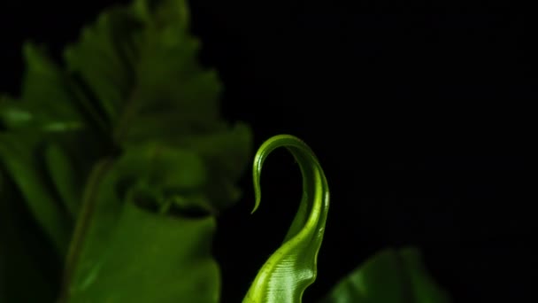 鸟巢蕨类 脆的新叶生长开放和生长 — 图库视频影像