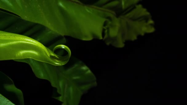 鸟巢蕨类 脆的新叶生长 开花结果和生长 垂直镜头 — 图库视频影像
