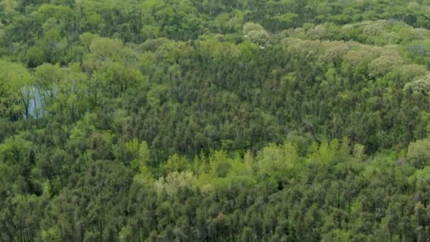 伊利诺伊州芝加哥附近中西部平坦地面上的密林 绿叶茂密 直到地平线 晴朗美丽的夏日午后 — 图库视频影像