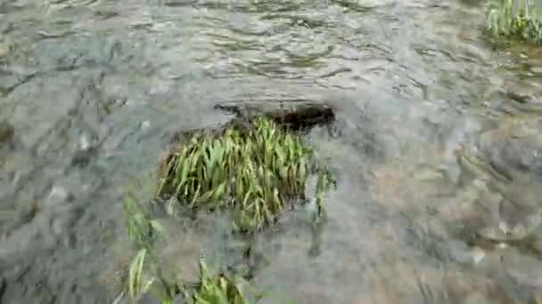 Low Water Flight Shallow Clear Water Forest River Rocks Grass — Stock Video
