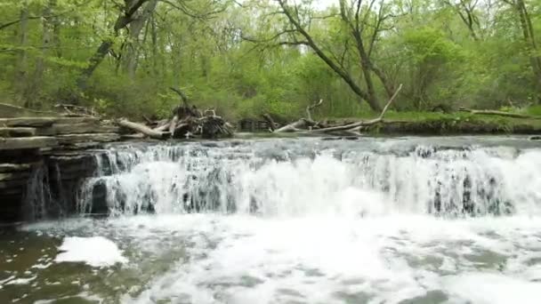 Emelkedő Felfedi Kis Erdei Folyó Vízesés Folyót Fák Veszik Körül — Stock videók