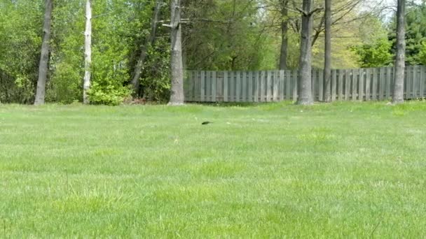 Fotografía Horizontal Cuervo Negro Atravesando Hierba Buscando Pequeños Insectos Para — Vídeos de Stock