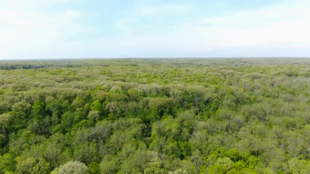 Vista Aérea Sobre Terreno Llano Cubierto Espeso Follaje Árboles Bosques — Vídeos de Stock