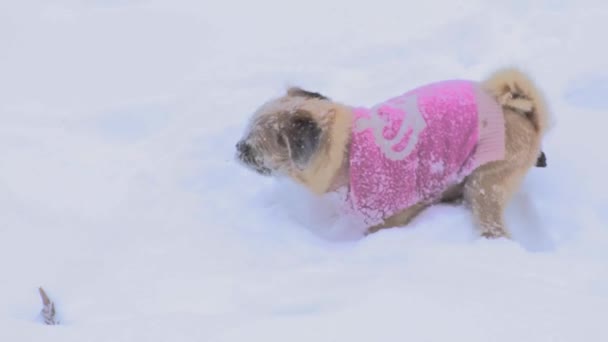 Long Hair Pug Pooping Snow — Stock Video