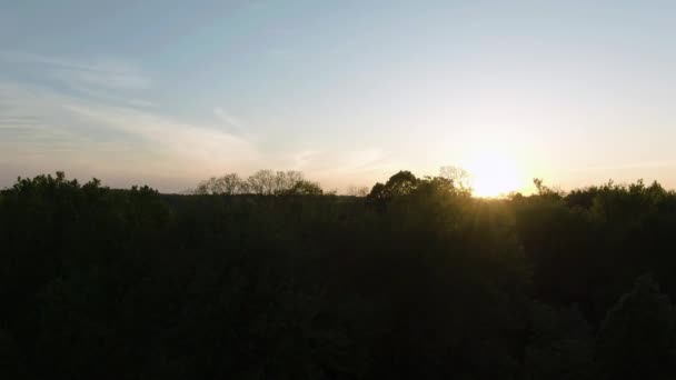 Plan Ascendant Montant Sol Sur Épais Feuillage Arbres Branches Révélant — Video