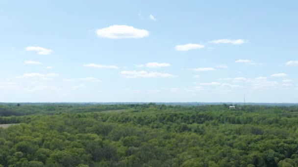 Aumento Verticale Girato Una Foresta Vegetazione Mista Durante Una Calda — Video Stock