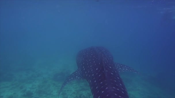 Primer Plano Tiburón Ballena Nadando Océano Índico Las Maldivas Por — Vídeo de stock