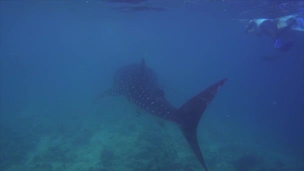 Velký Žralok Velrybí Plave Indickým Oceánem Maledivách — Stock video