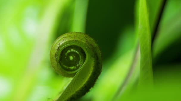 Fåglar Ormbunke Öppning Kamera Följa Spiral Upp Växt — Stockvideo