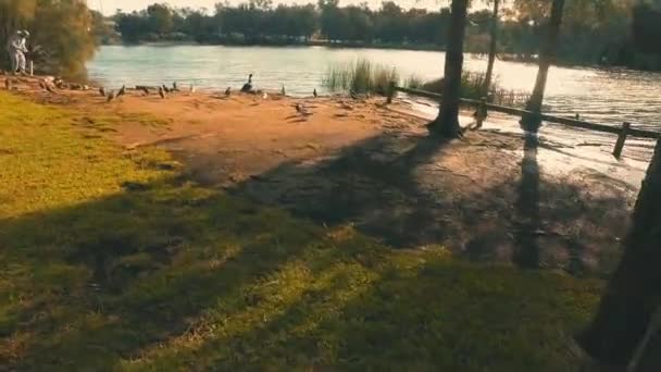 Patos Sentados Lagoa Narrabeen Norte Hora Ouro — Vídeo de Stock