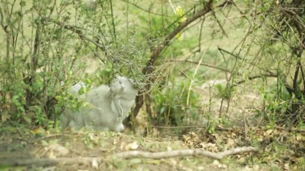 Egy Gyönyörű Himalájai Állat Hegyvidéki Juhok Legeltetés Himalája Hegyekben Uttarakhand — Stock videók