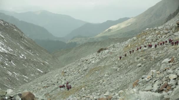 Los Excursionistas Van Por Sendero Las Montañas Del Himalaya Trekkers — Vídeo de stock