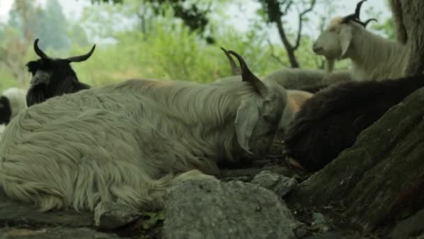 Bellissimo Animale Himalayano Pecora Montuosa Rilassante Montagna Himalayana Uttarakhand India — Video Stock