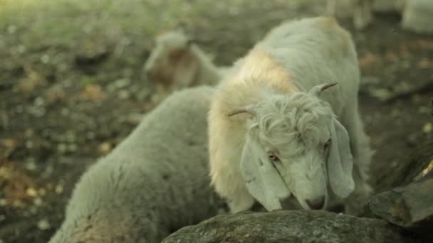 Bellissimo Animale Dell Himalaya Pecora Montana Pascolo Sulle Montagne Himalayane — Video Stock