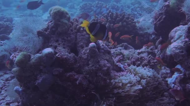 在印度洋海葵中游来游去的两条小丑鱼的近照 — 图库视频影像
