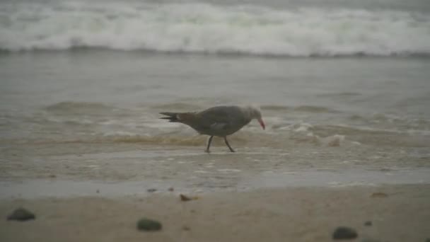 Ein Einsamer Vogel Auf Nahrungssuche Der Küste Von Malibu Kalifornien — Stockvideo
