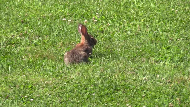 Rabbit Sitting Field Looking Eating Grass Insects Flying Well Rabbit — Stock Video