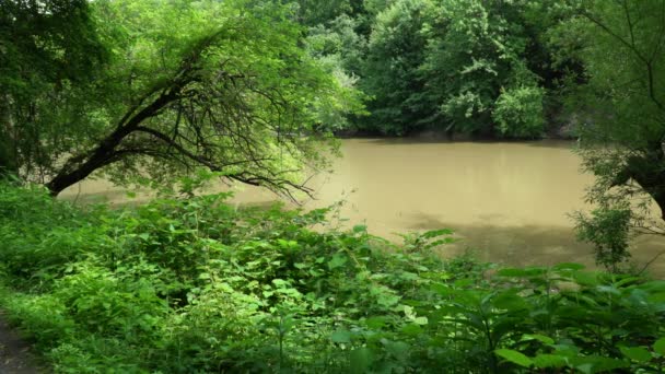 Green Trees Murky Water — Stock Video