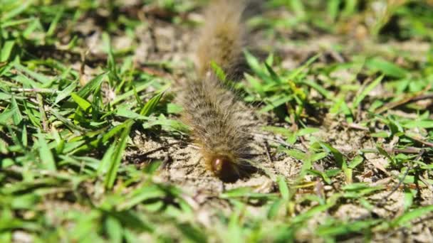 Caterpillar Conga Line Pine Prockonary Moth — стоковое видео
