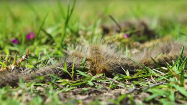 Caterpillars Lined Grass — стоковое видео