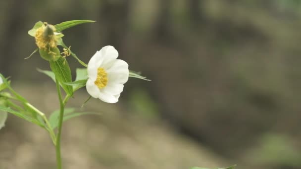Прекрасна Частина Природи Квітка Фонд Гімалаях Пагорбів Гір Шляху Гімалаїв — стокове відео