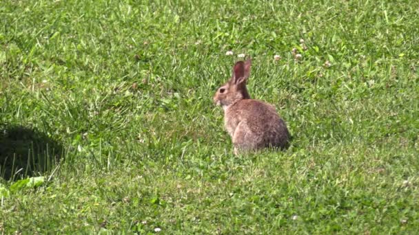 Rabbit Sitting Field Grass Eating Insects Flying Background — Stock Video