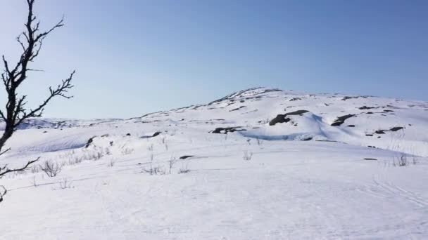 Vista Aérea Montanha Nevada Céu Azul Árvore Primeiro Plano — Vídeo de Stock