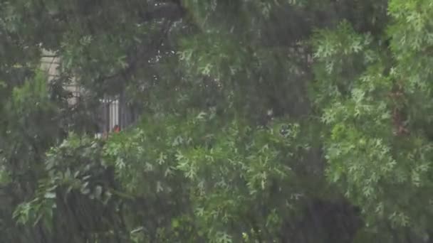 Regen Zwaar Met Bomen Achtergrond — Stockvideo