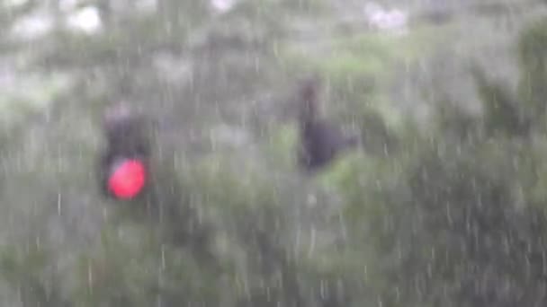 Βροχή Βαριά Θολή Δέντρα Και Φανάρια — Αρχείο Βίντεο