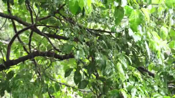 Regn Tung Med Dogwood Träd Bakgrunden — Stockvideo