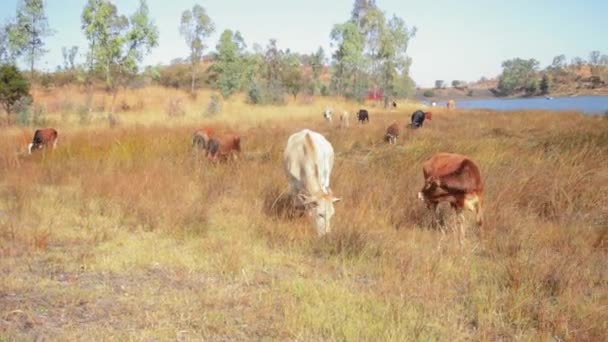 Ein Breites Bild Von Kühen Die Auf Einer Trockenen Wiese — Stockvideo