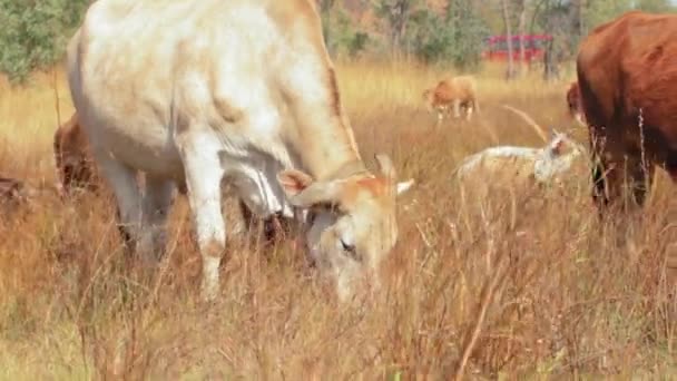 Eine Nahaufnahme Von Kühen Die Auf Einer Trockenen Weide Unter — Stockvideo